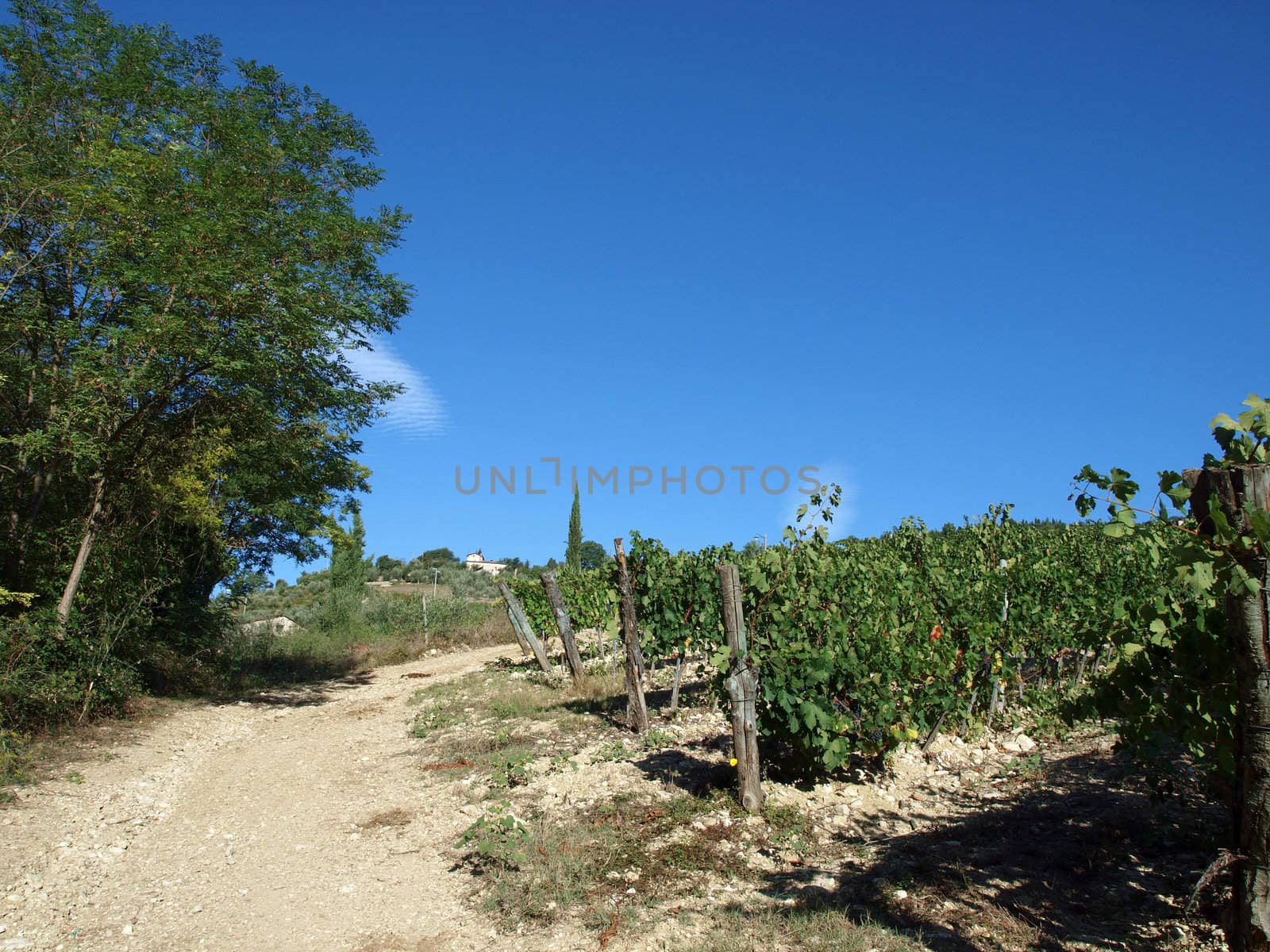 Vineyard in Chianti region. Tuscany