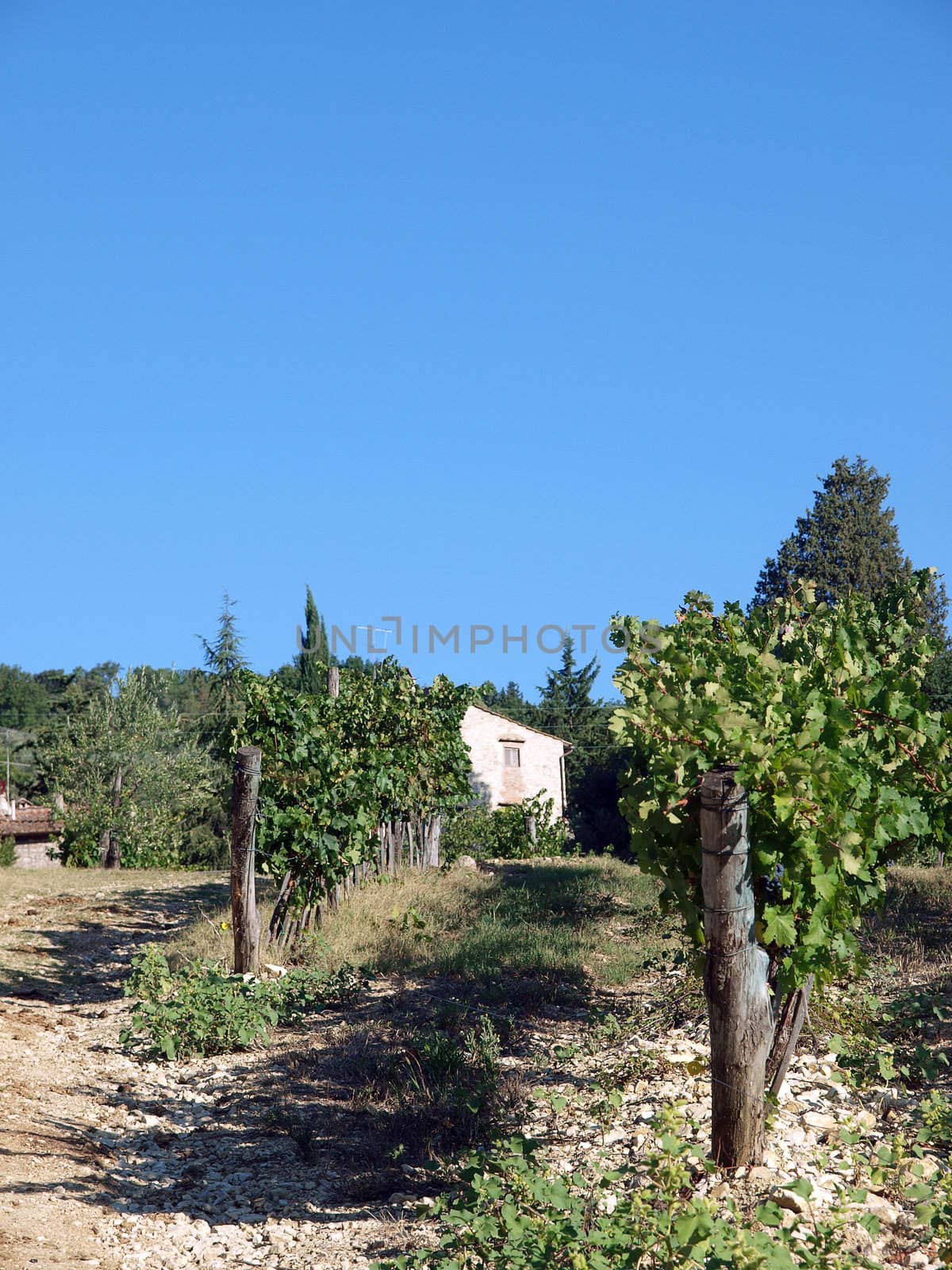 Vineyards and olive fields in Chianti, Tuscany
