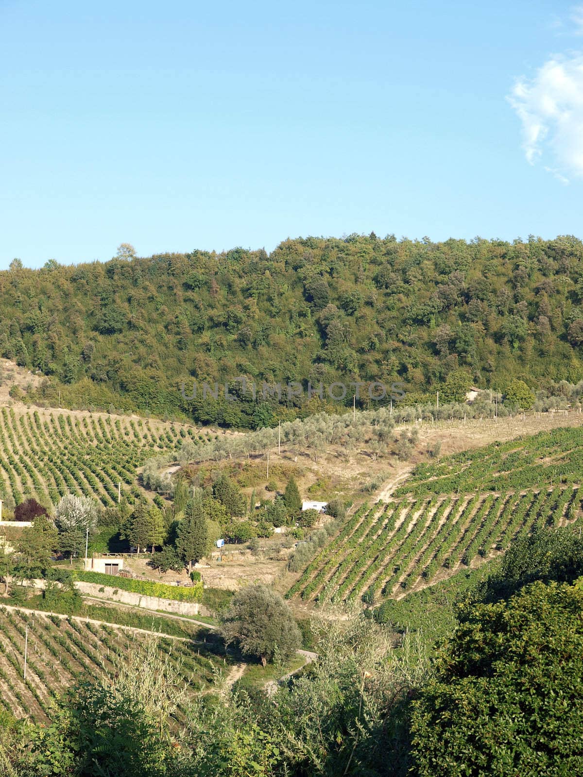 Vineyards and olive fields in Chianti, Tuscany