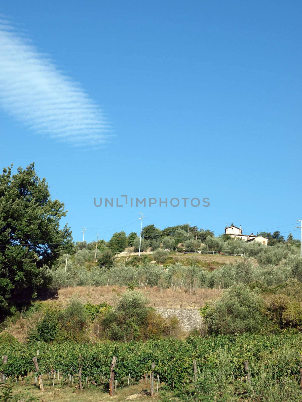 Vineyards and olive fields in Chianti, Tuscany