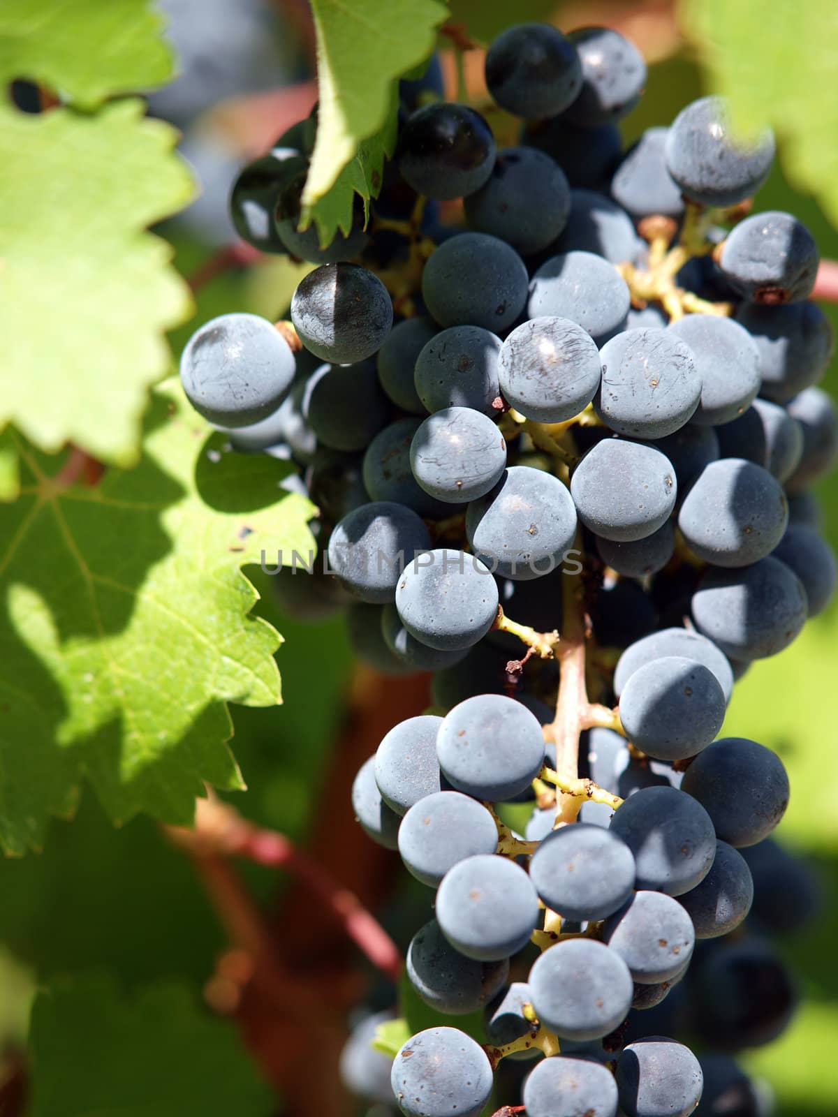 Bunch of ripe red  grapes