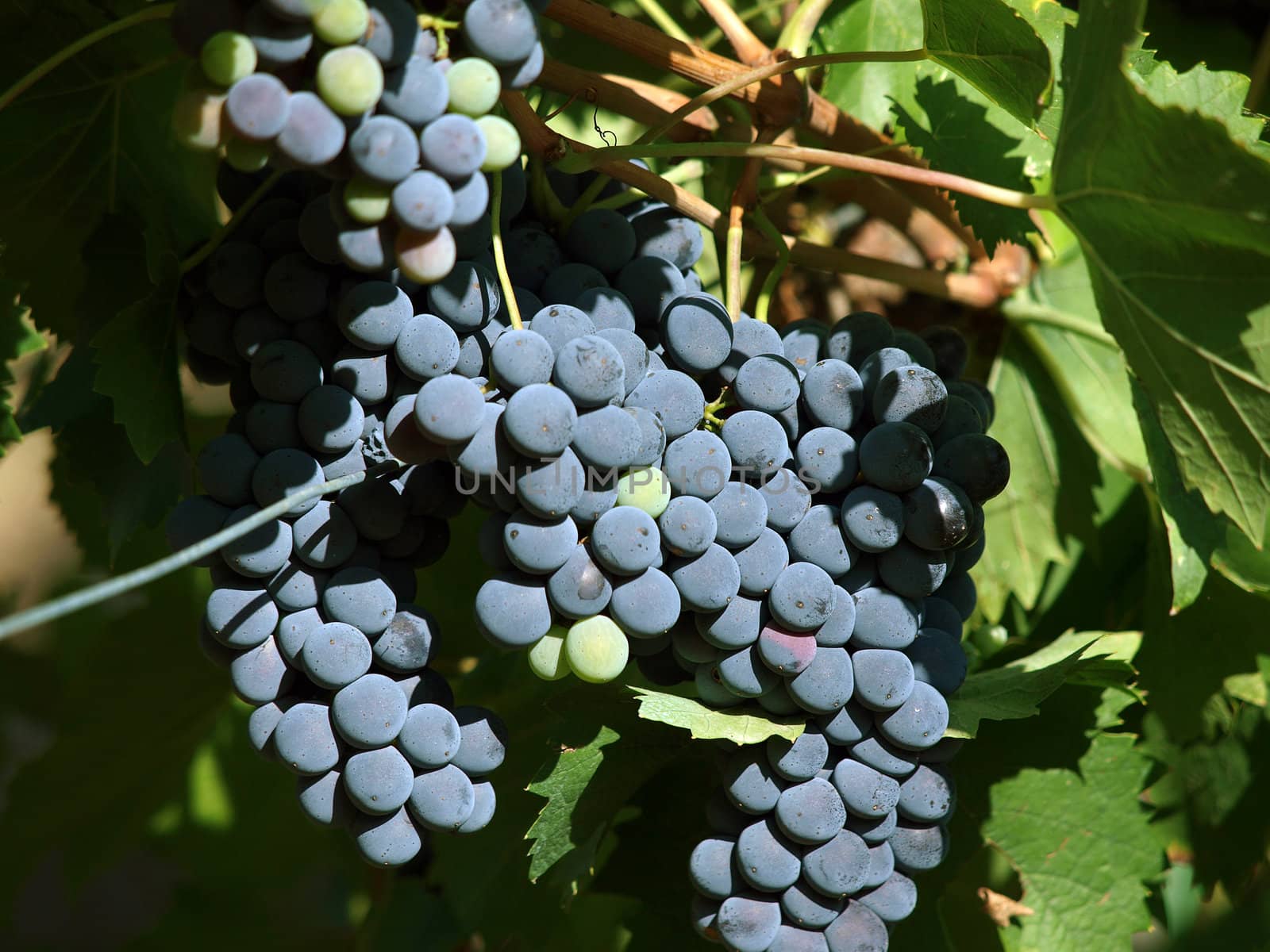 Bunch of ripe red  grapes