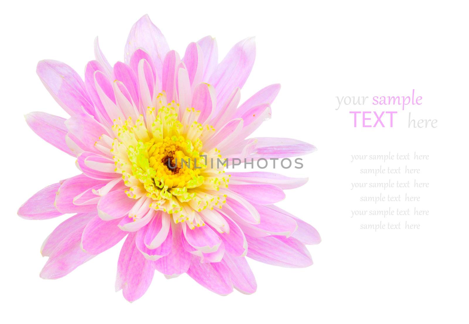 Pink chrysanthemum flower, isolated on white background