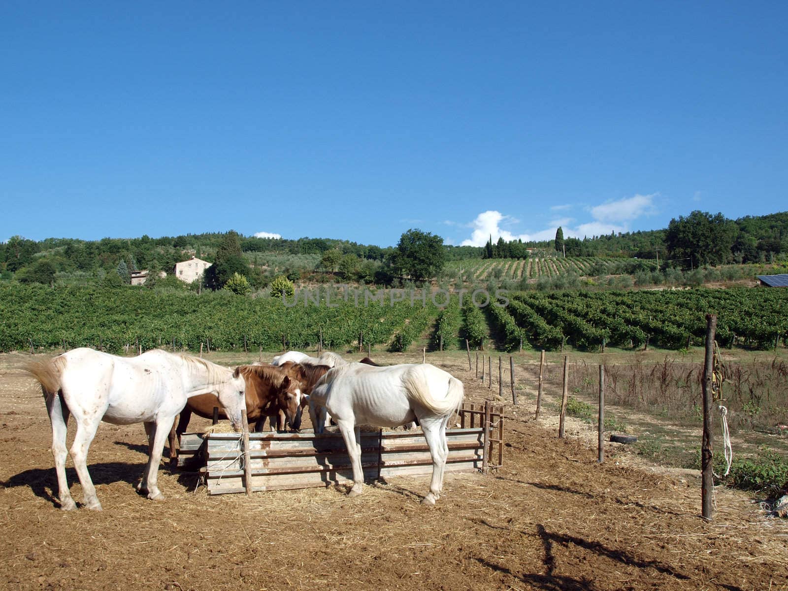 herd of horses among the vineyards