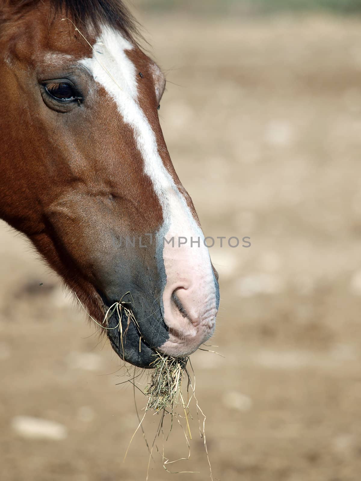 horse - a wonderful pet and friend