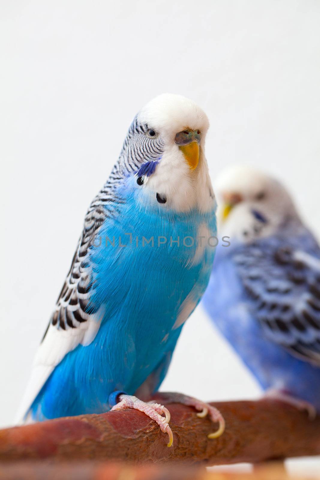 pair budgerigar