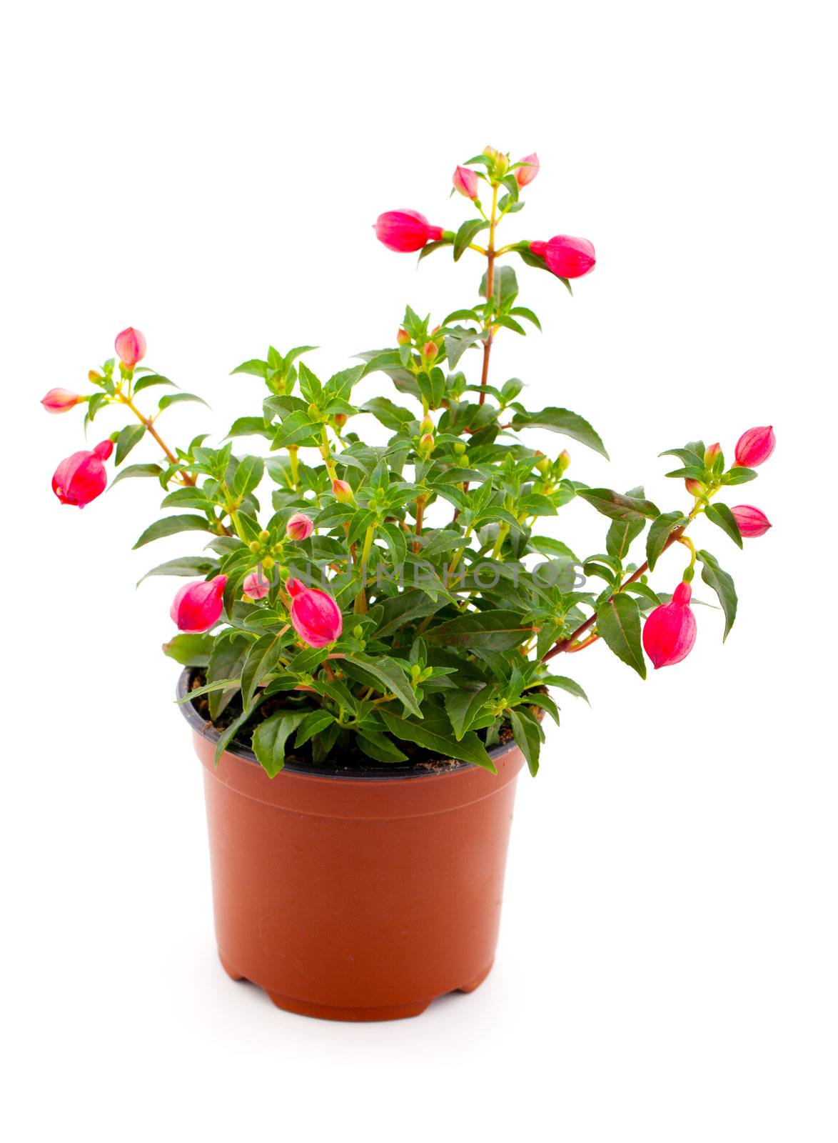 blooming fuchsia (fuschia hybrida), isolated on a white background by motorolka