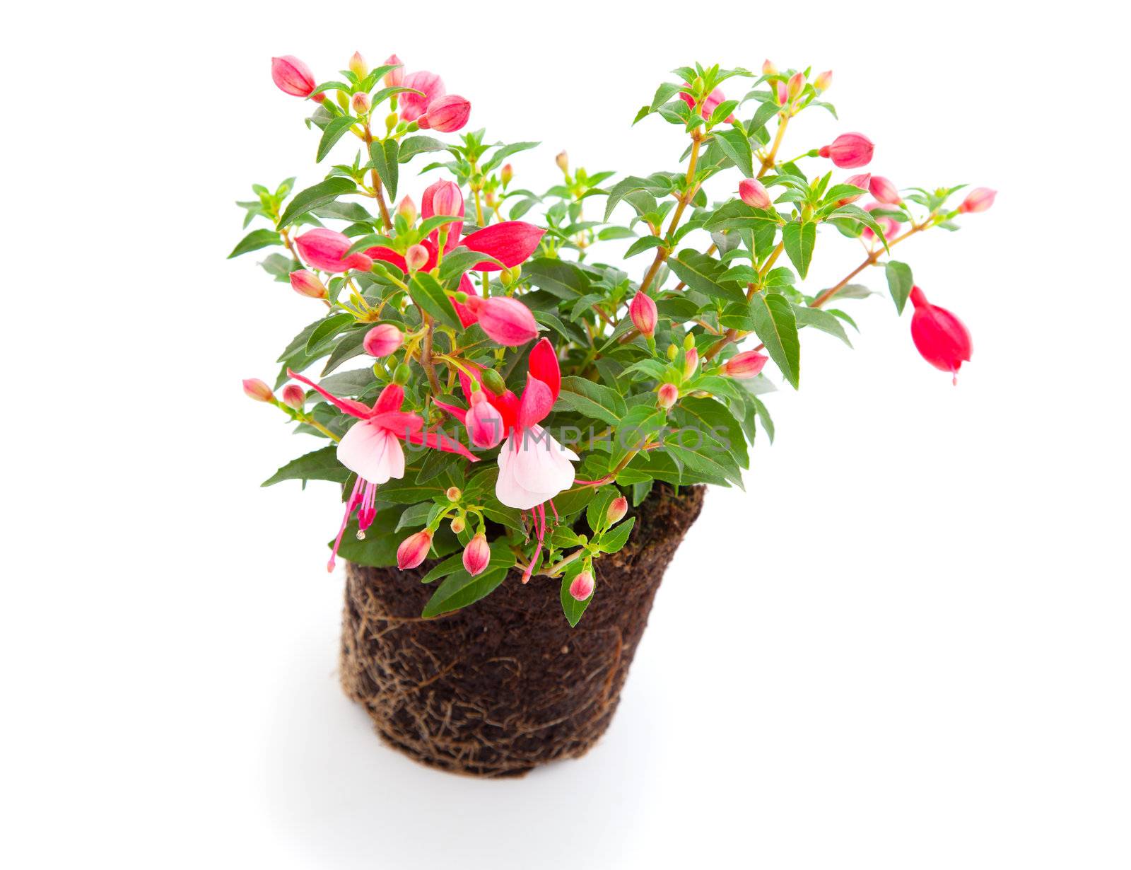 blooming fuchsia (fuschia hybrida), isolated on a white background