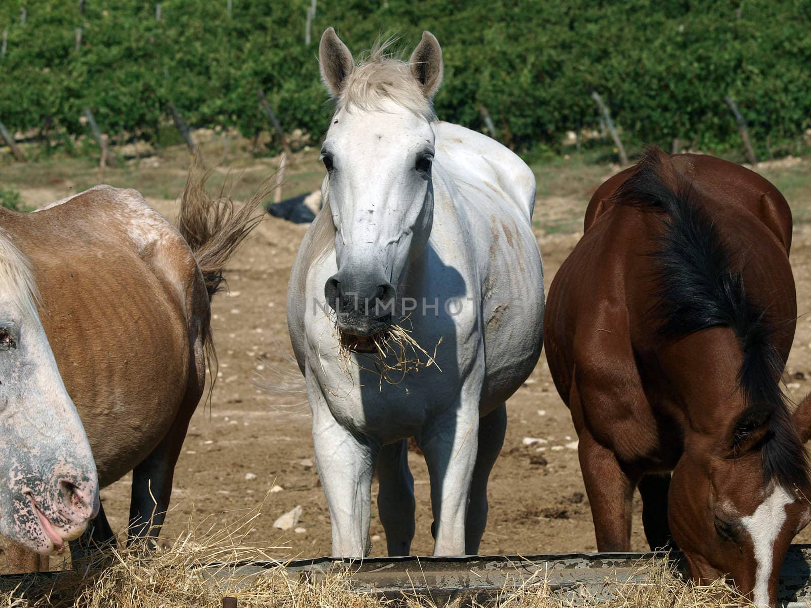 horse - a wonderful pet and friend