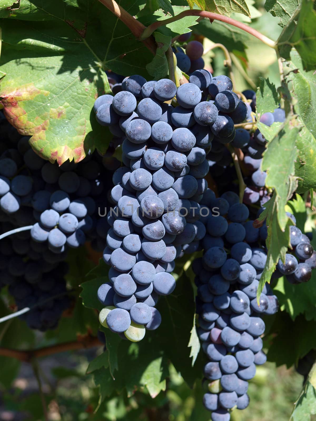 Bunch of ripe red  grapes