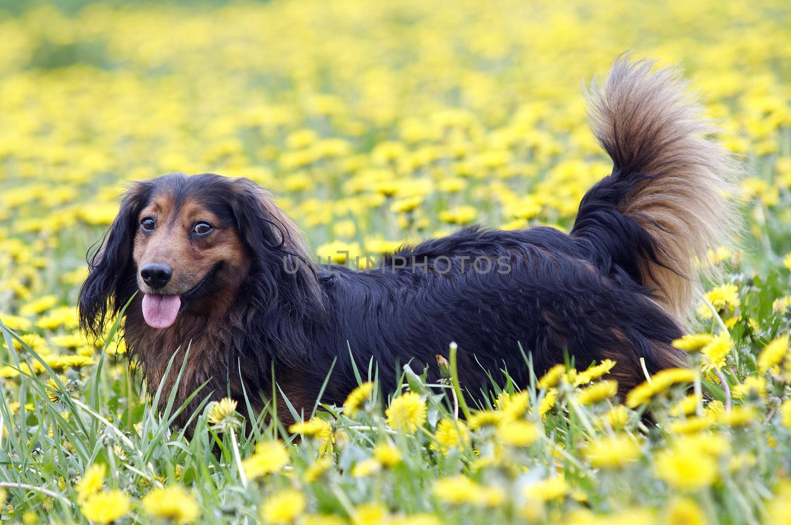 Dachshund on the dandelions meadow by Mibuch