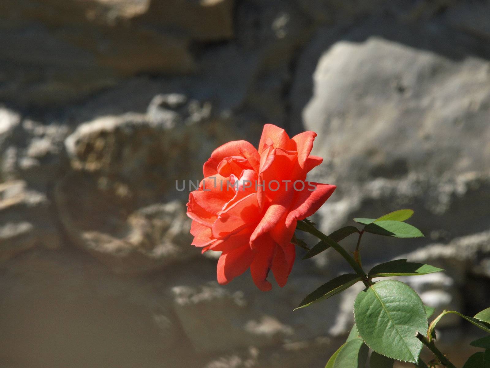 Rose excellent work of the nature and the gardener