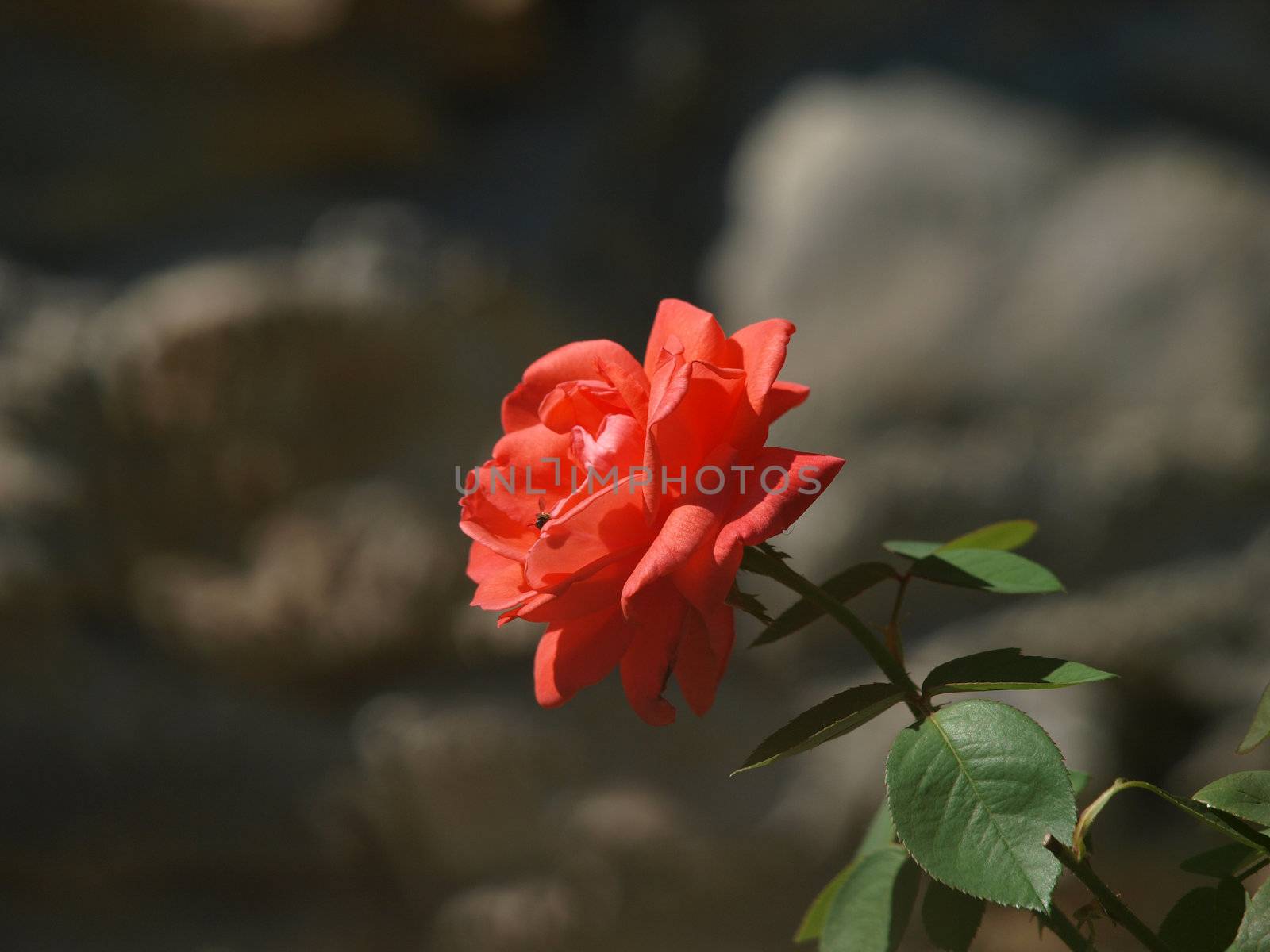 Rose excellent work of the nature and the gardener