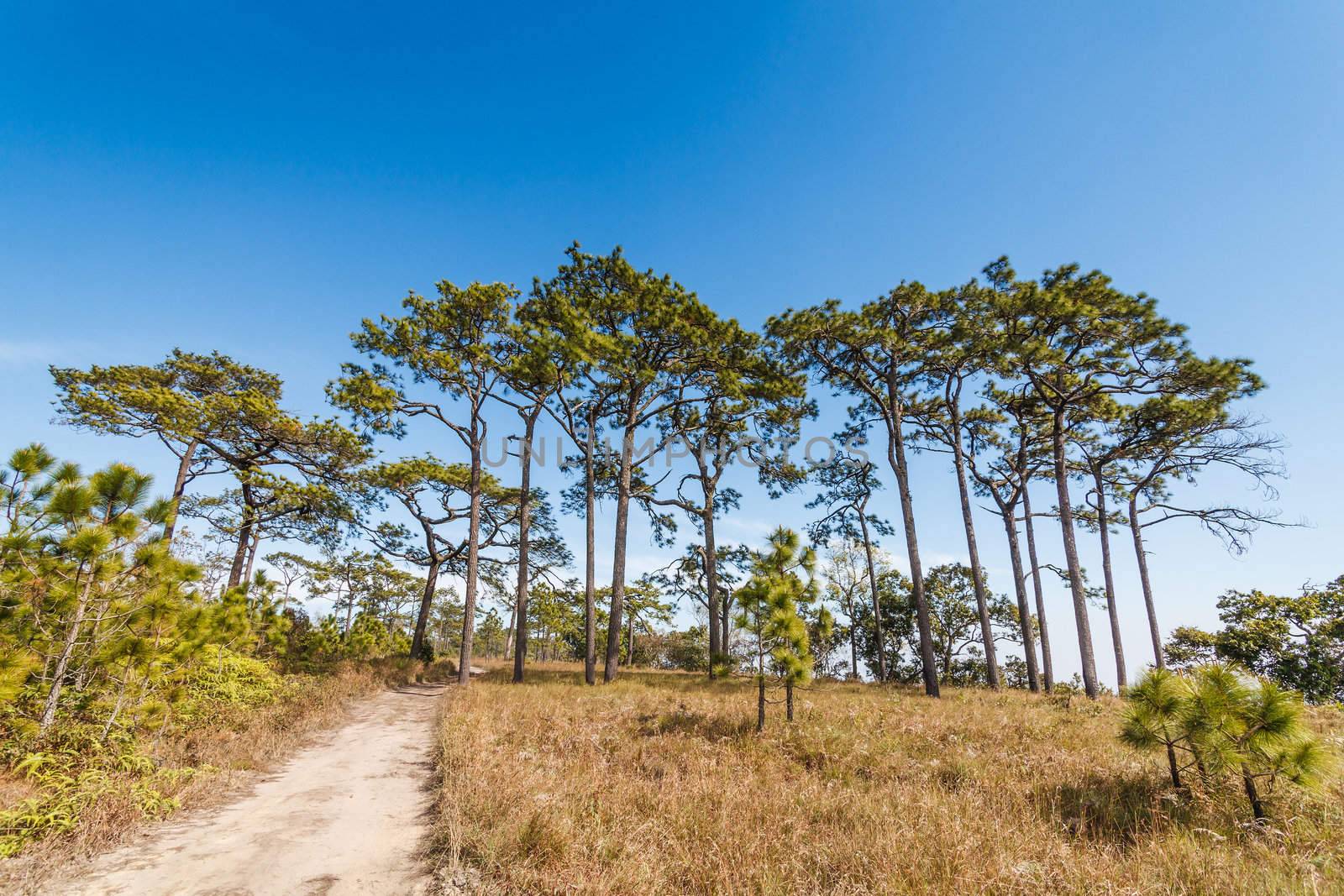 Pine tree in rain forest, Phukradung National Park, Thailand.