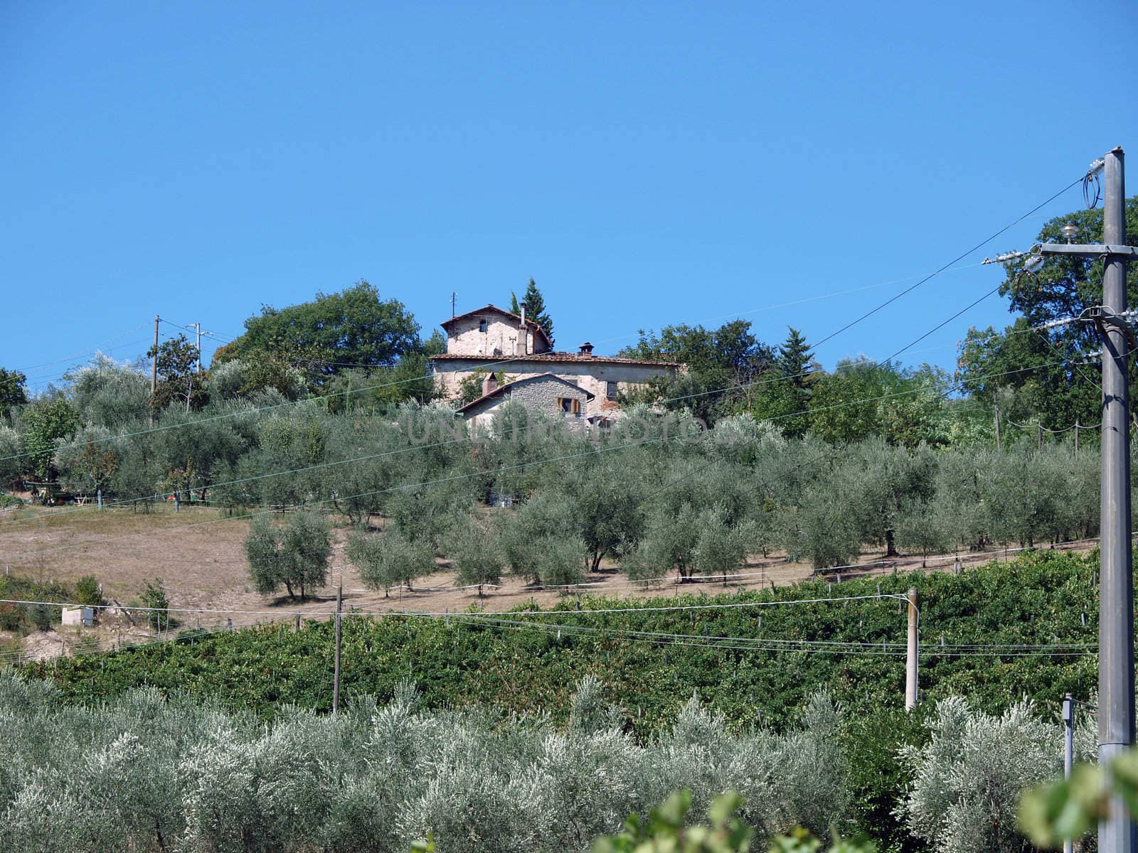Villa in Tuscany amongst vineyards and an olive groves