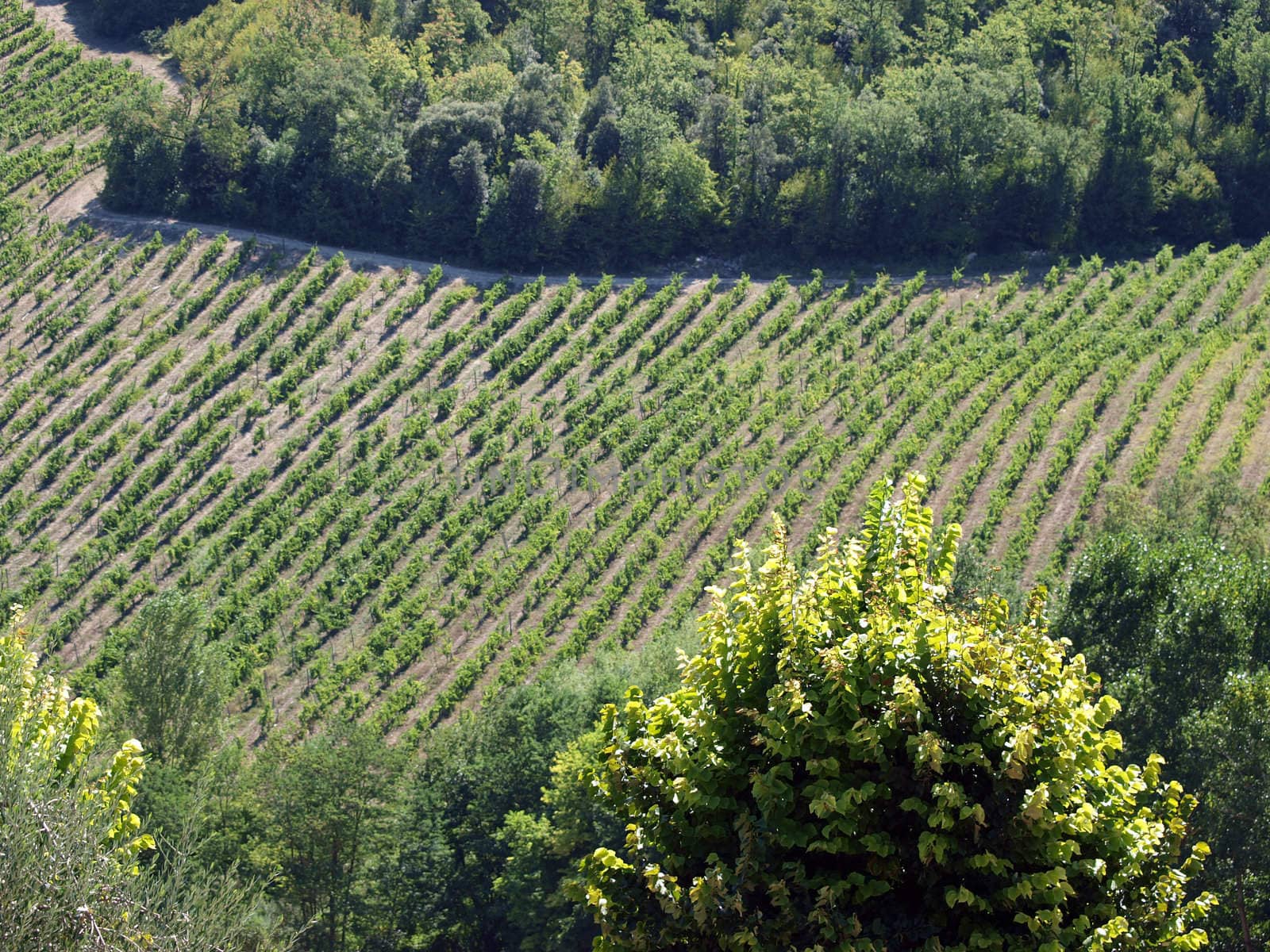 Vineyard in Chianti region. Tuscany