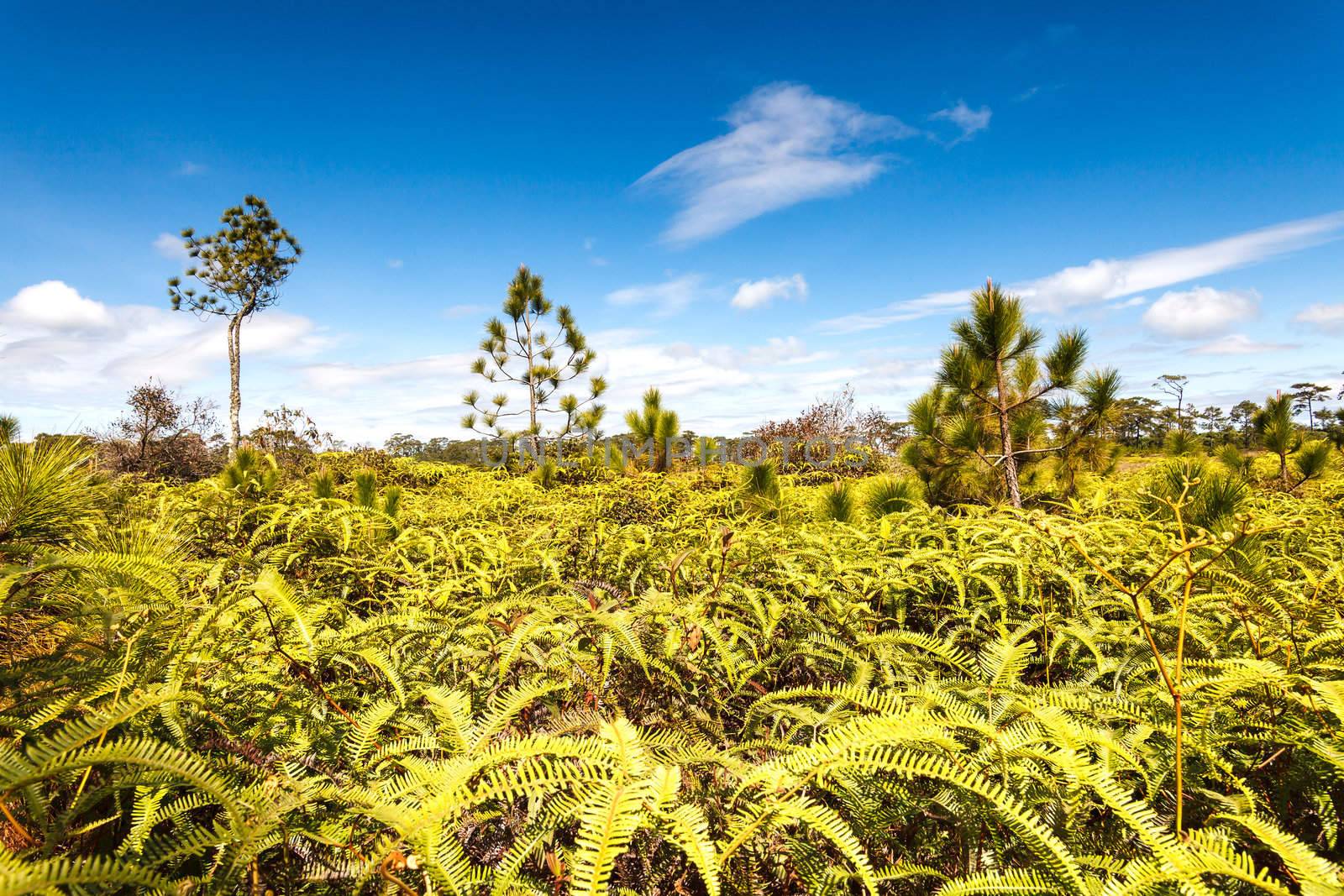 Pine tree forest and ferns  by jame_j@homail.com