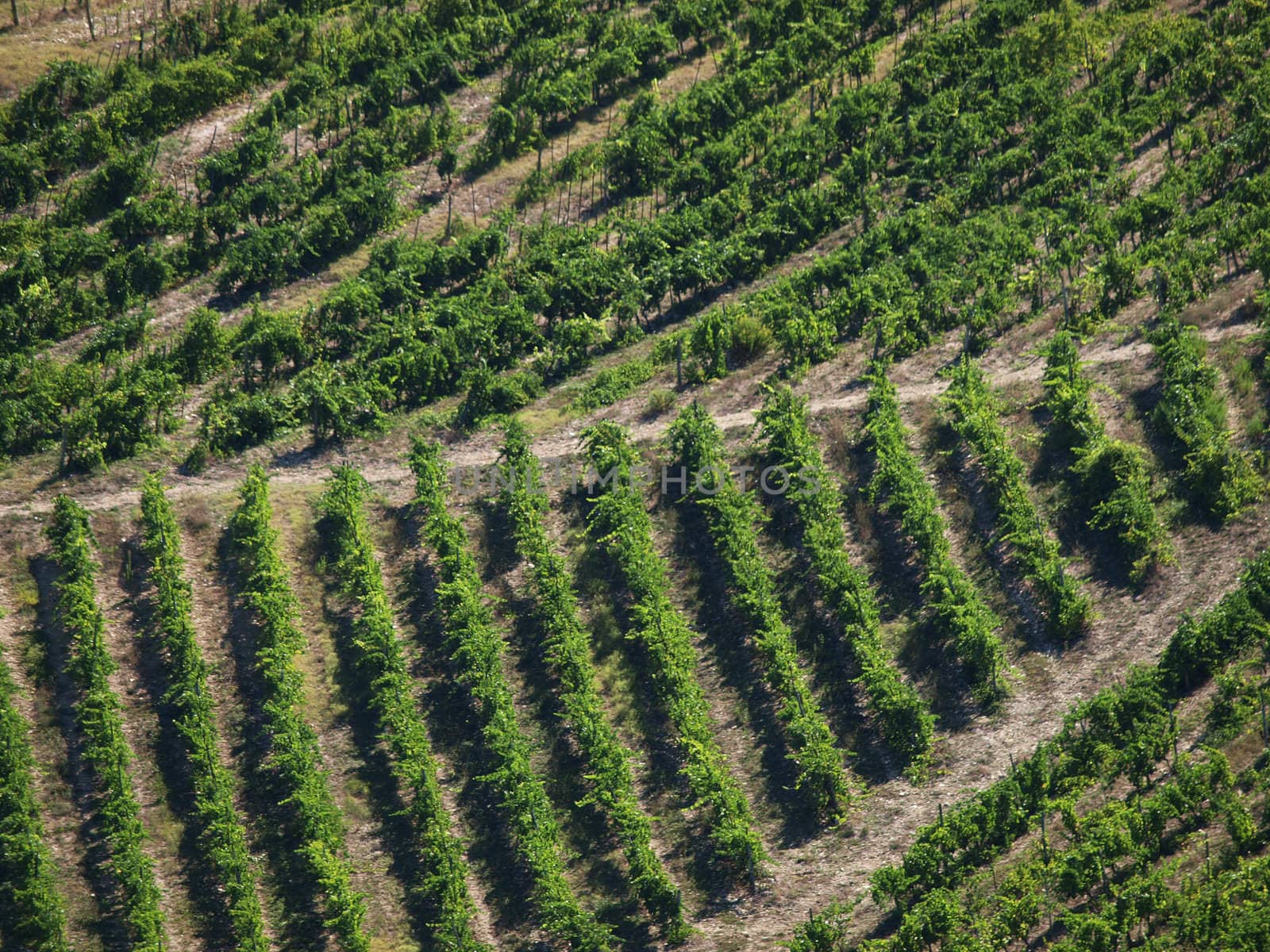 Vineyard in Chianti region