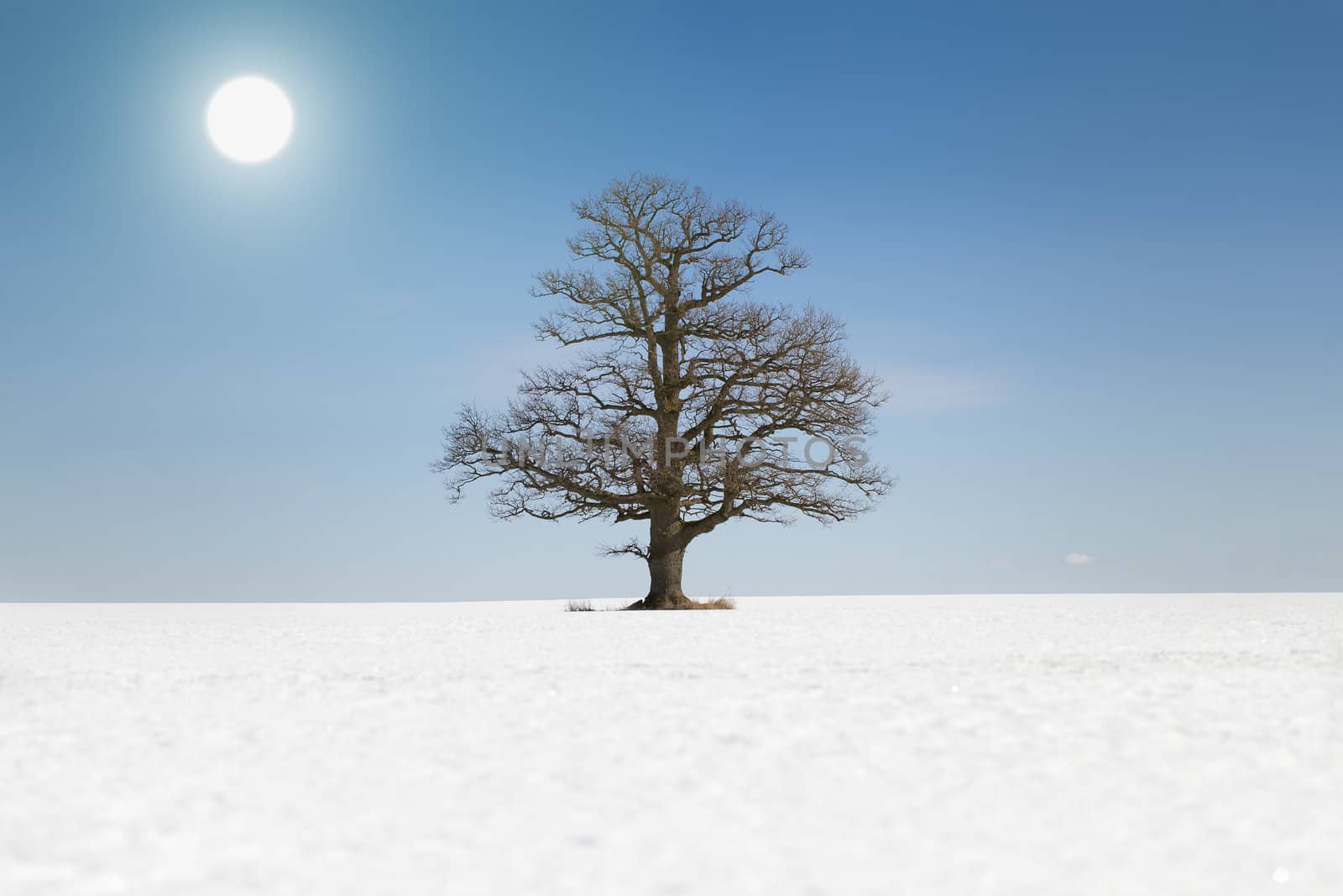 Old tree on snowy field with a sun on a blue sky background