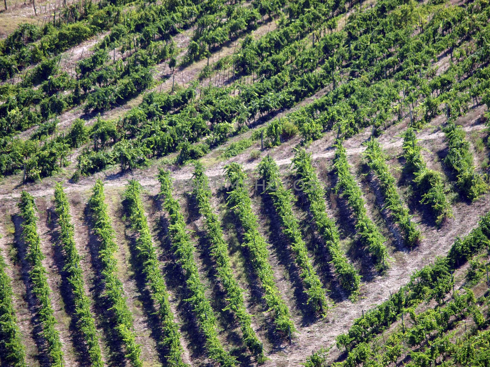 Vineyard in Chianti region. Tuscany