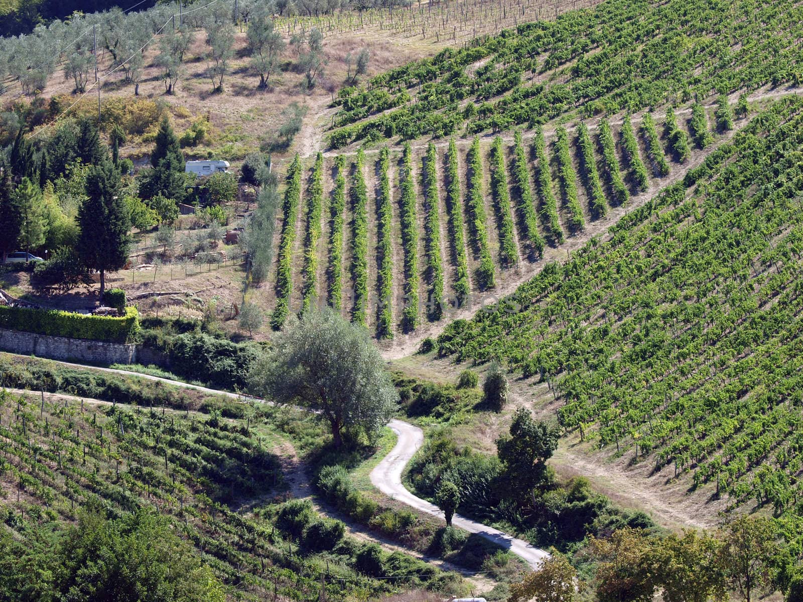 Vineyards and olive fields in Chianti, Tuscany
