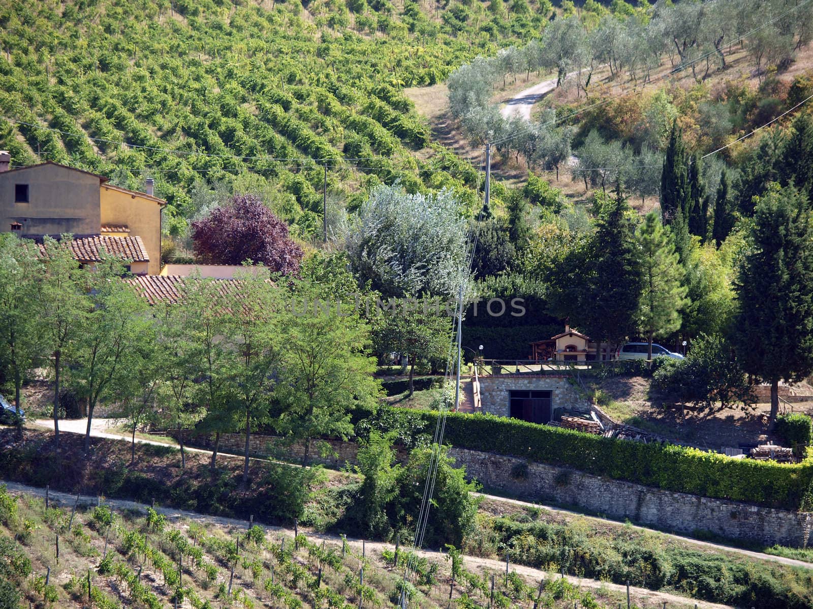 Vineyards and olive fields in Chianti, Tuscany