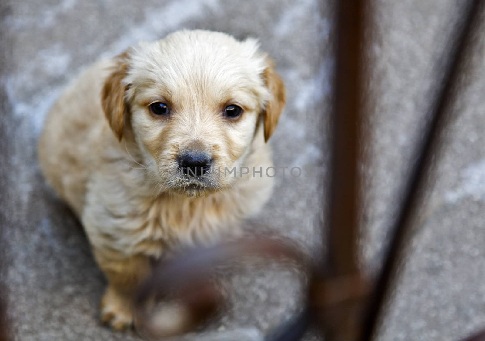 Landscape of Labrador Golden Retriever after having his face in sugar bowl with please play with me expression, copy areas, crop margins and empty spaces