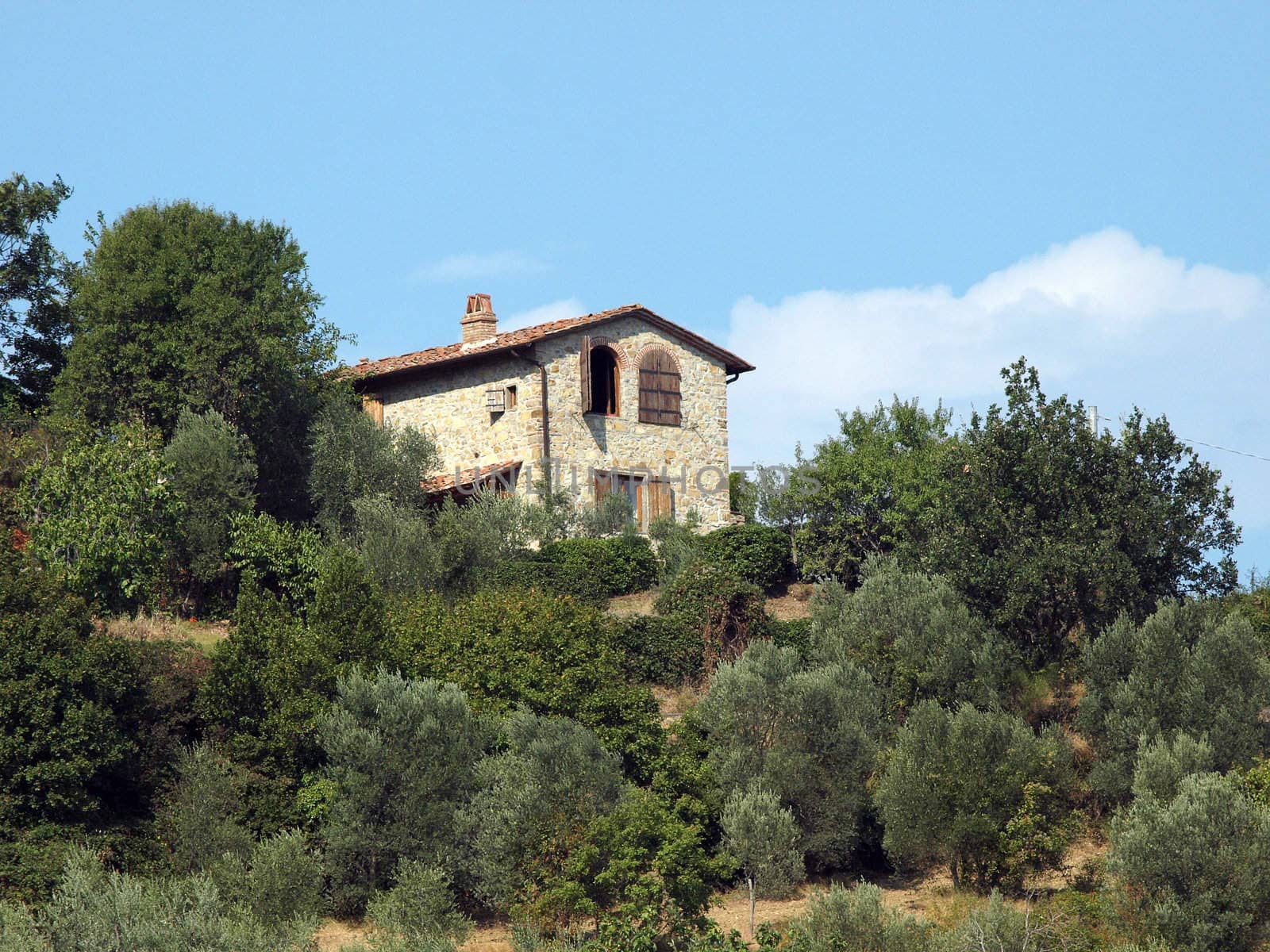 Vineyards and olive fields in Chianti, Tuscany
