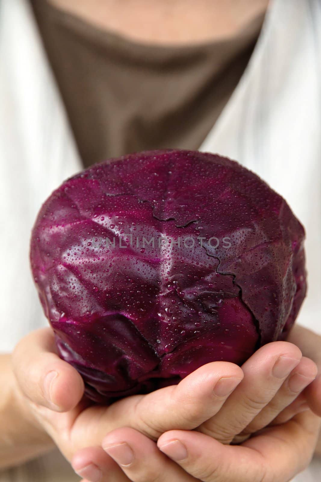 hand holding red cabbage by ponsulak