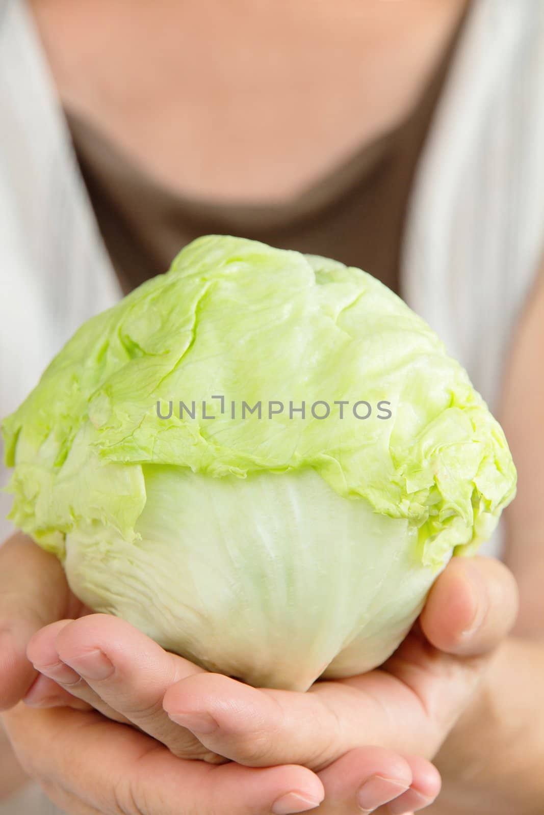 hand holding fresh cabbage by ponsulak