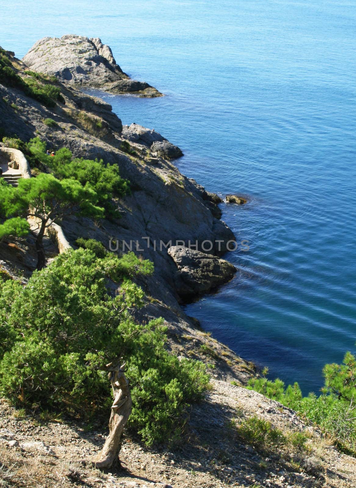 Ukraine. Crimea peninsula. The Black Sea. Pine tree 
