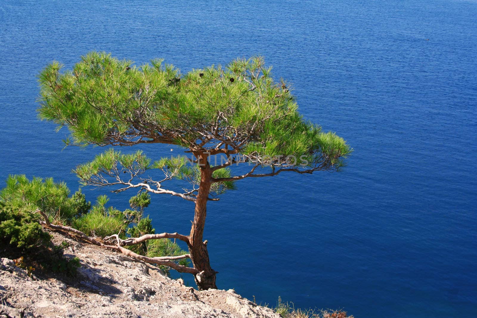Ukraine. Crimea. The Black Sea. Pine tree next to the sea by oxanatravel