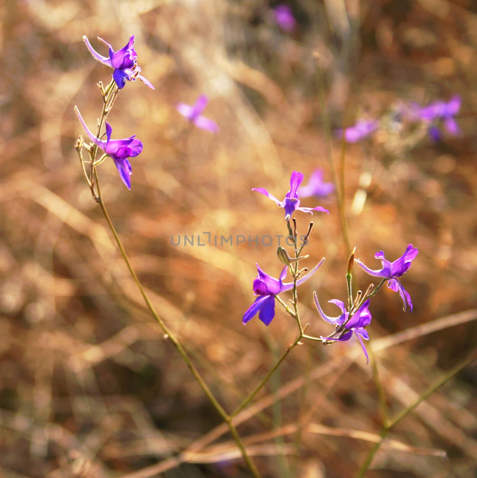 Violet flowers in a field in autumn