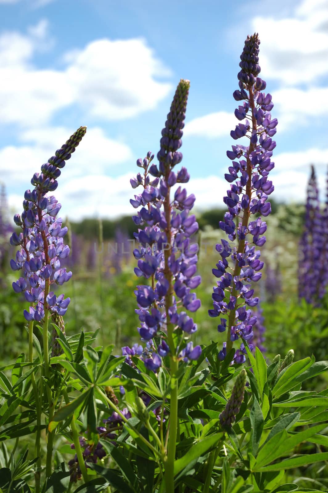 Blooming lupines on the field
