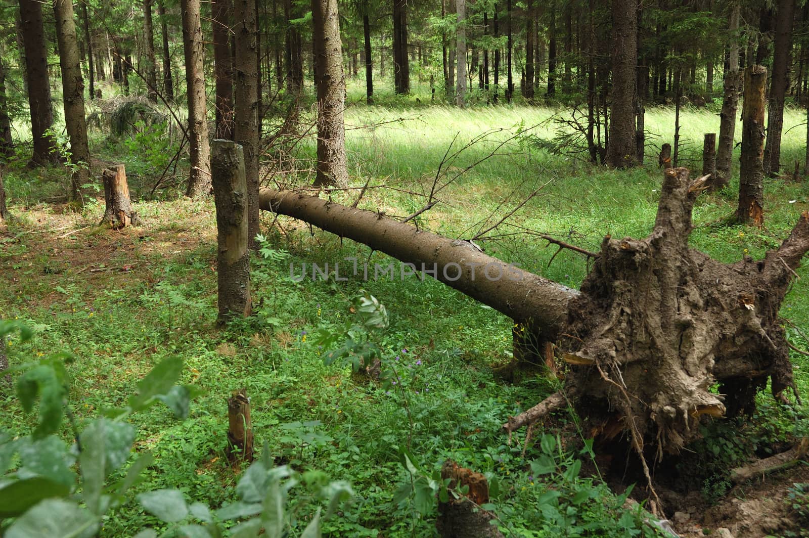 Broken fir tree in the forest by wander