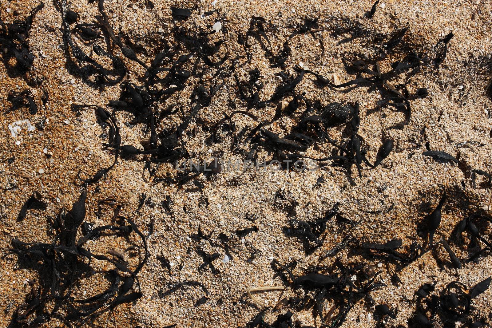 shell sand on the beach with seaweed, great detail and texture