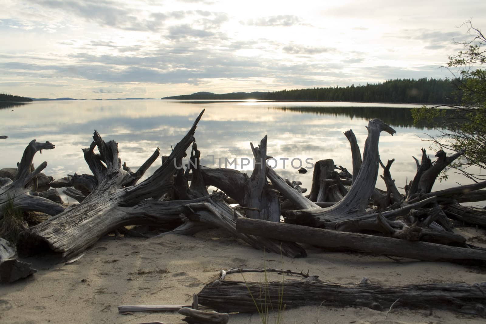 Old snags ashore lake, reflection