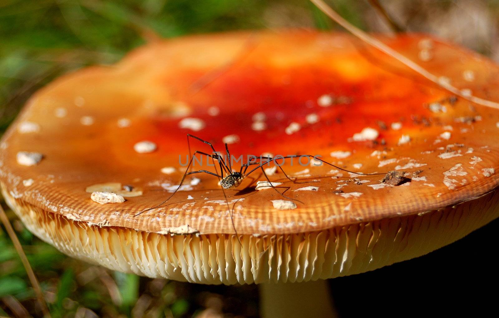 A spider is walking over a dried mushroom (Amanita Muscaria) in autumn .