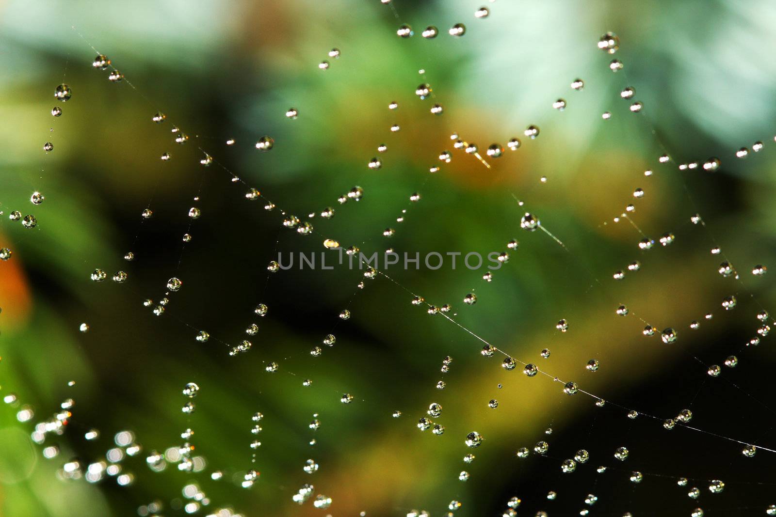 dew cowered spiderweb with blurry background