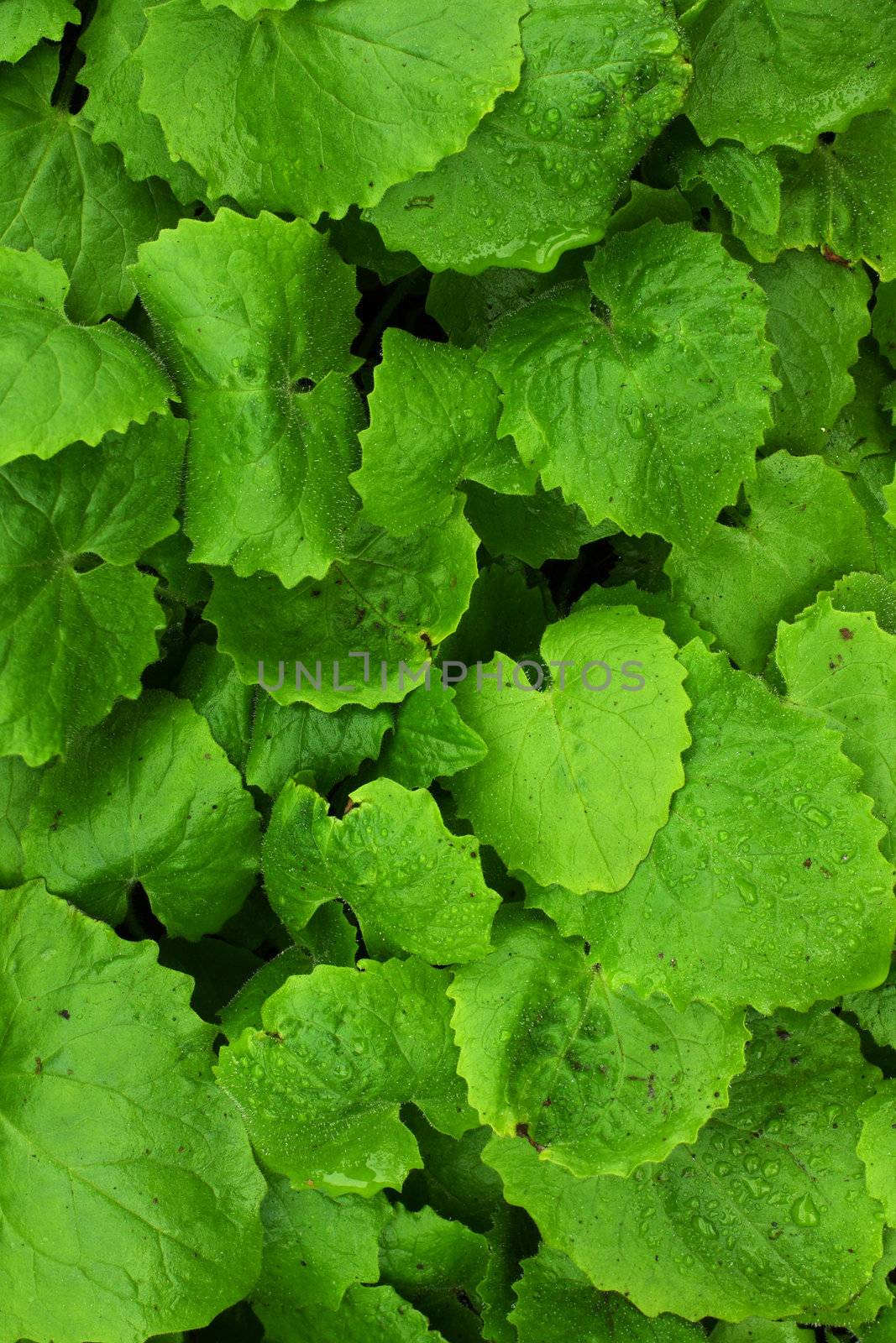 Real morning dew drops on green leafs,great for backgrounds or freshness concept