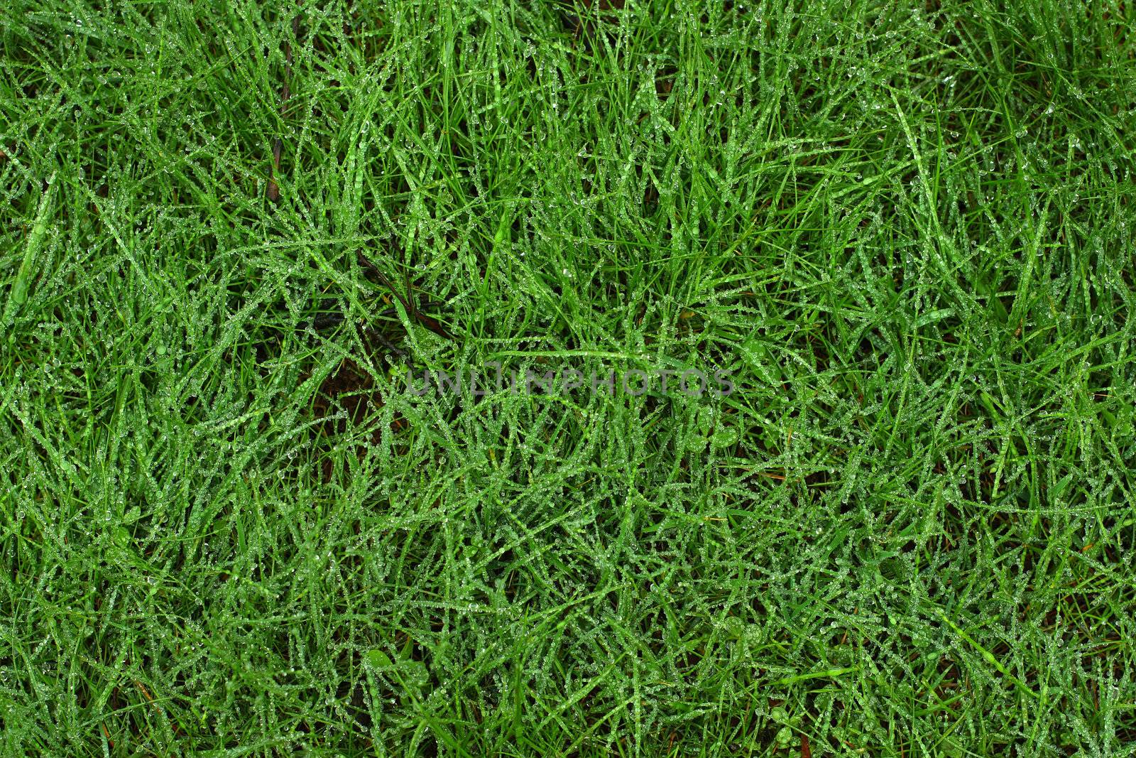 Real morning dew drops on green grass,great for backgrounds or freshness concept