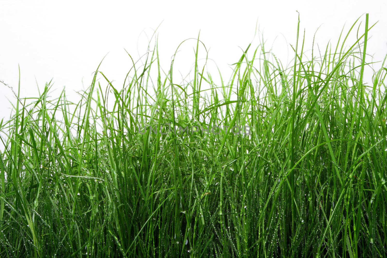 Green grass with water drops on isolated against white