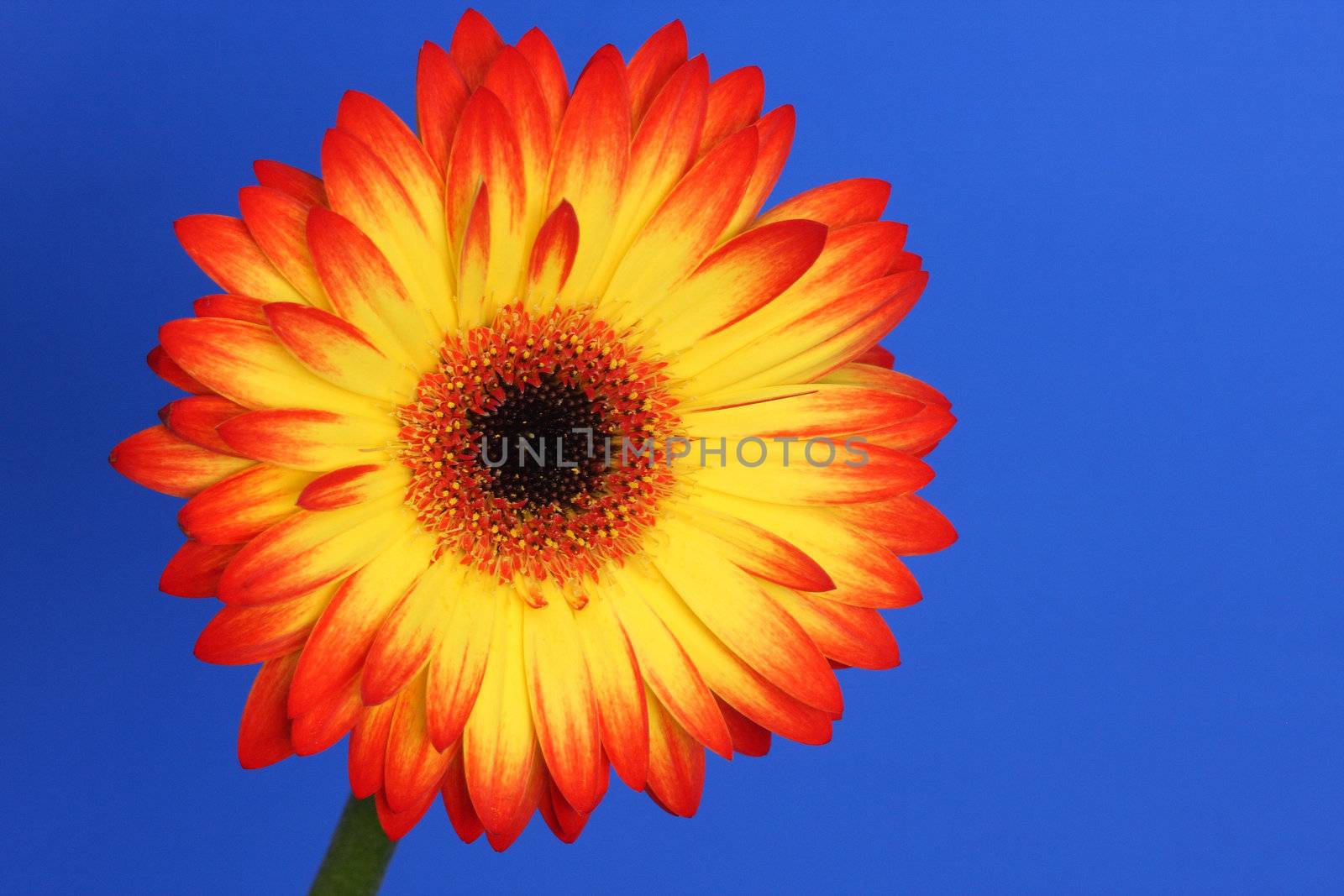 Red and Yellow gerbera flower isolated against a deep blue background