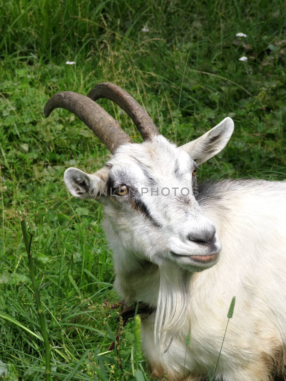 Closeup of goat on a pasture