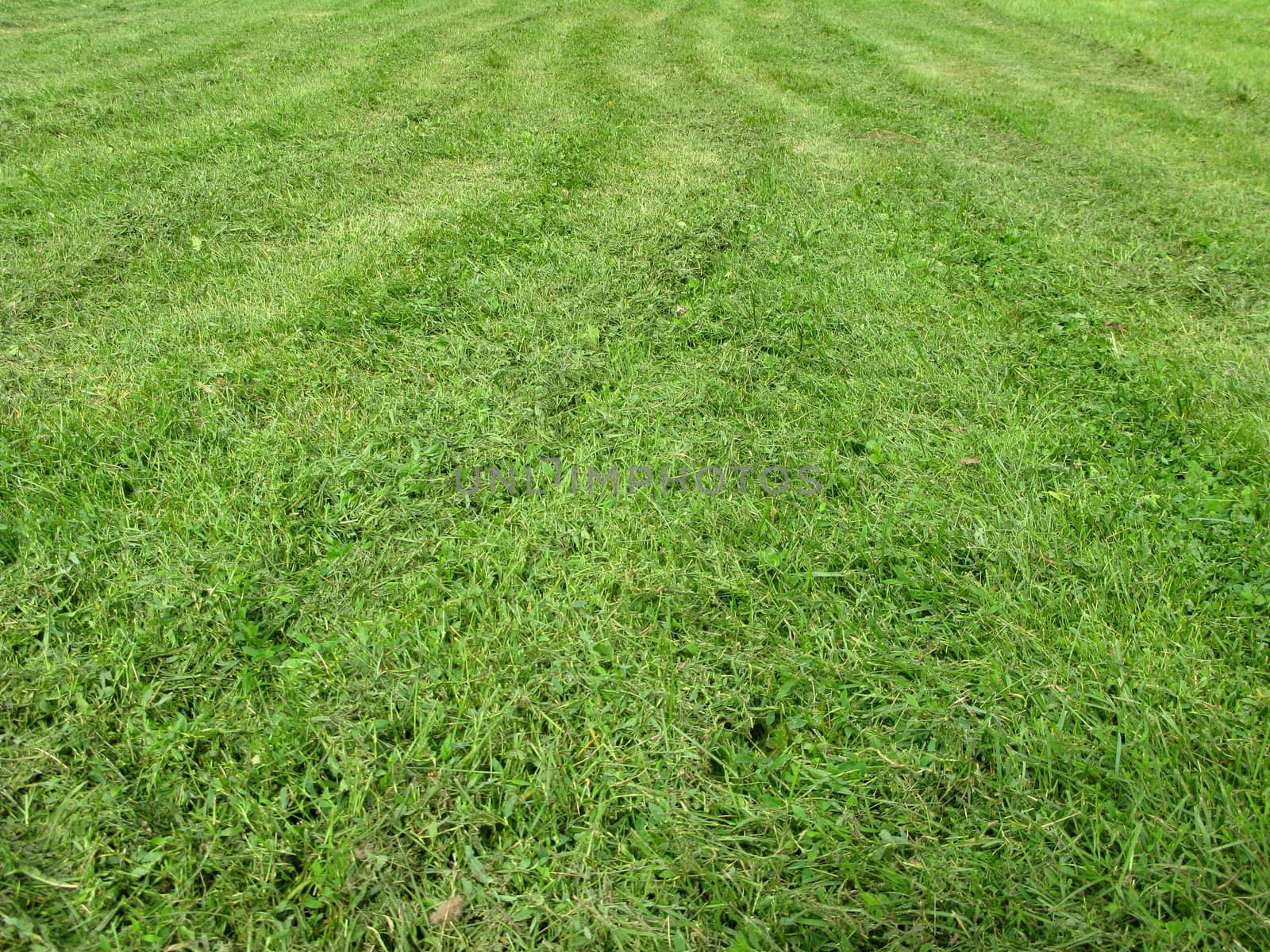 Mowing green grass texture on lawn