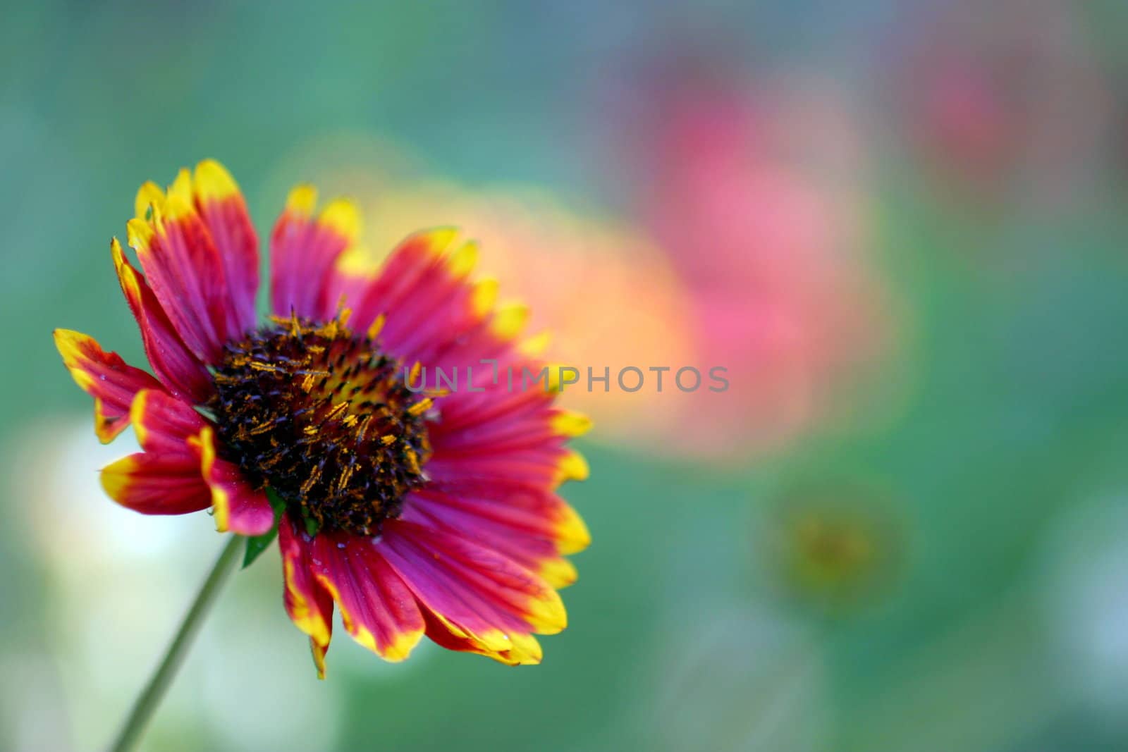 Red and Yellow California Blanket Flower with natural background