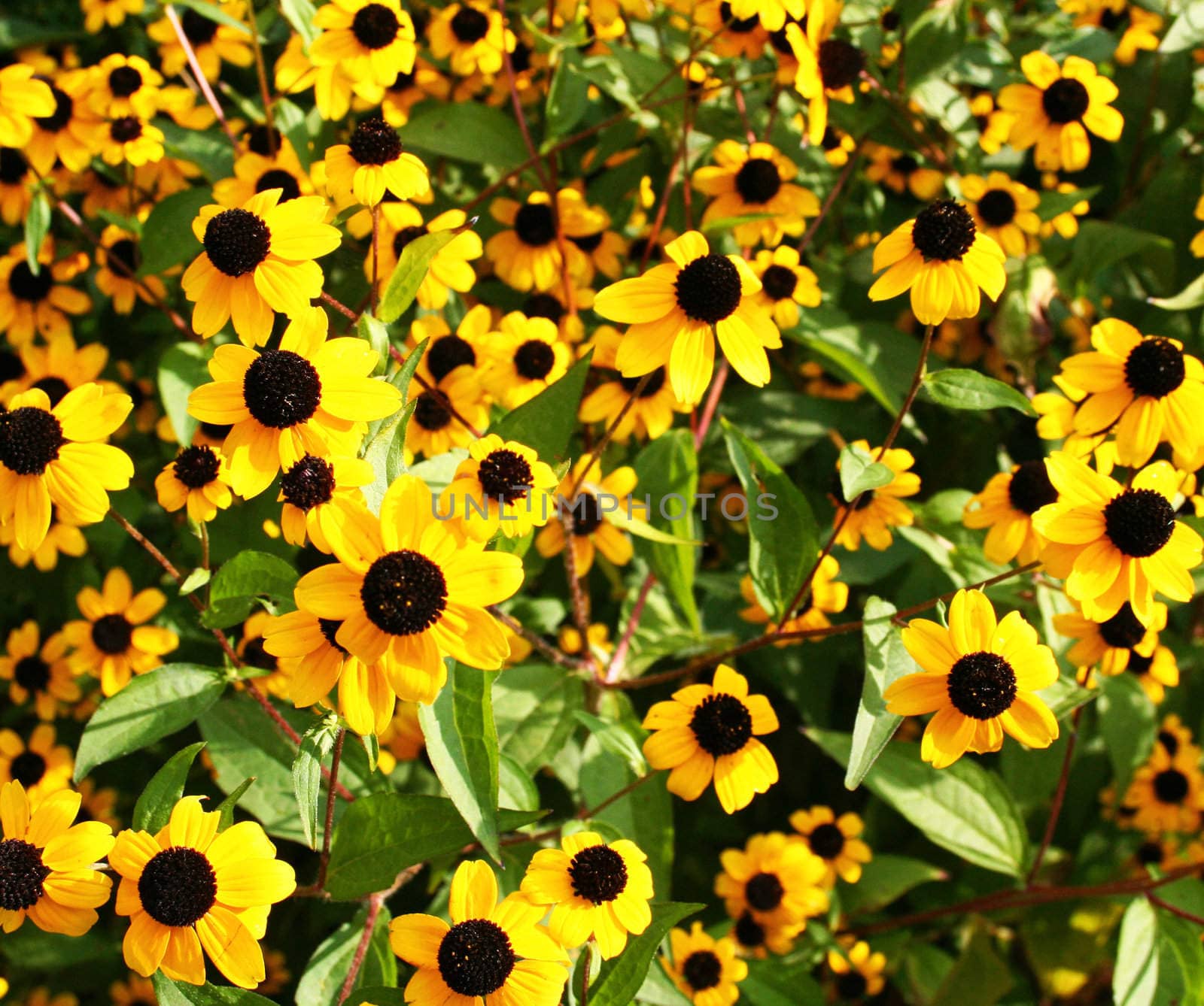 Field of yellow flowers can use as background
