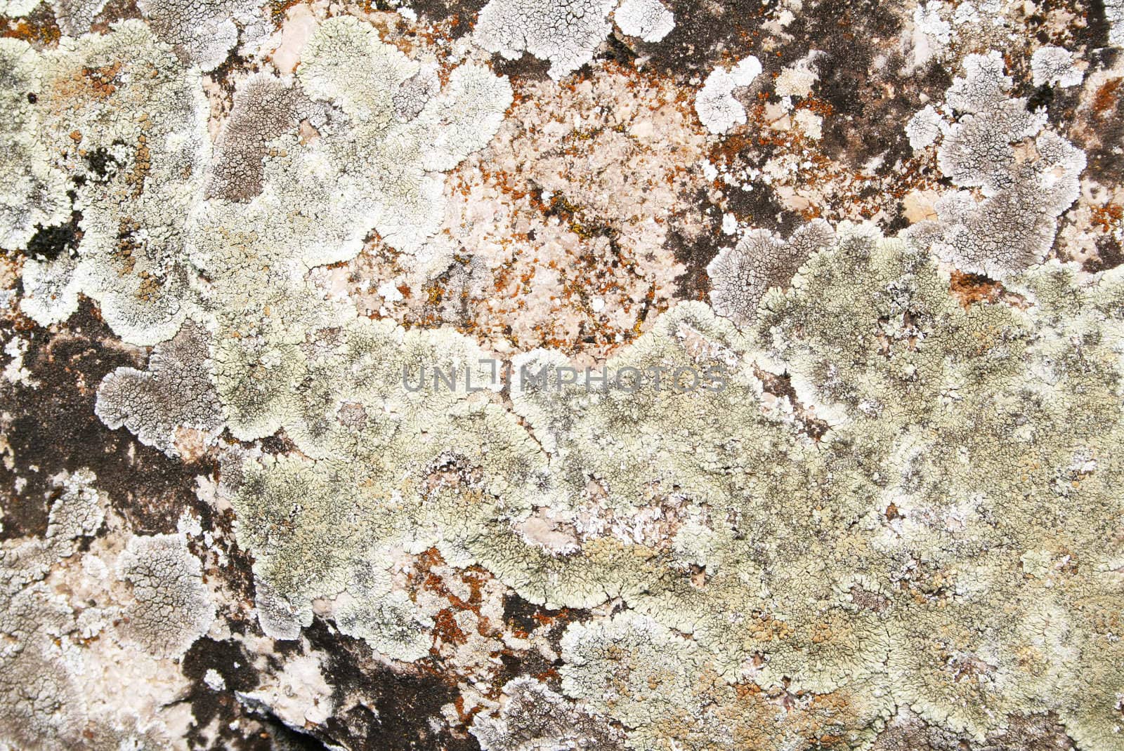 Mold on stone grunge texture as background 