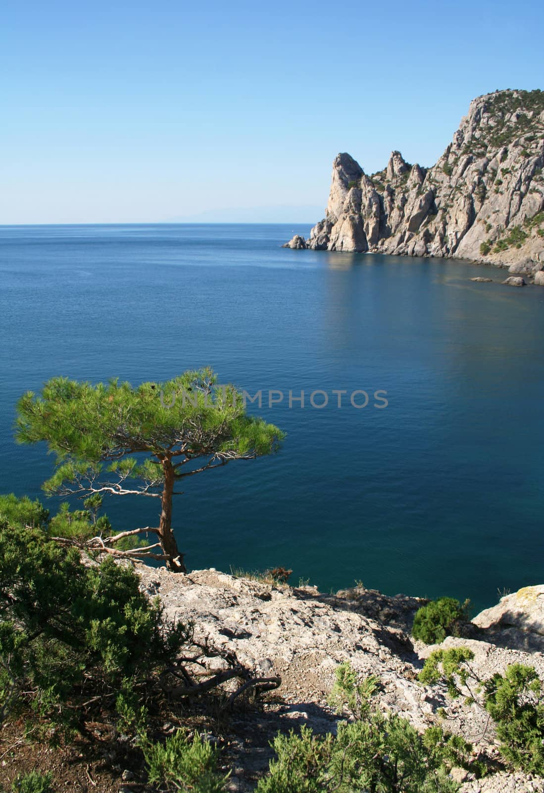 Ukraine. Crimea peninsula. The Black Sea. Pine tree next to the azure sea and rock in the morning