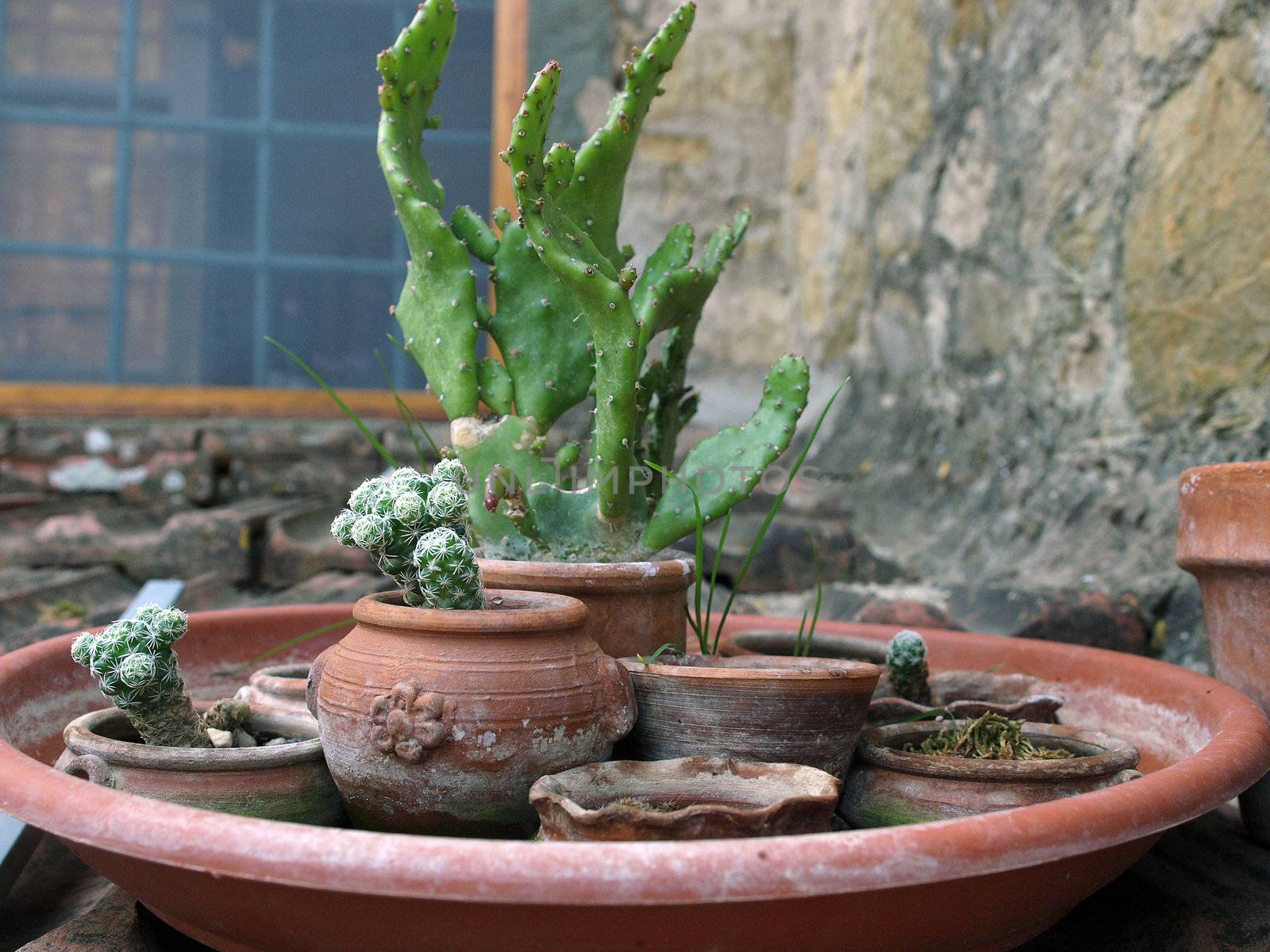 collection of cacti in ceramic flowerpots